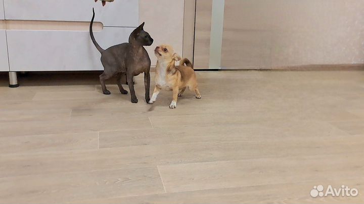 Чихуахуа обворожительная девочка