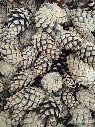 Шишки сосновые