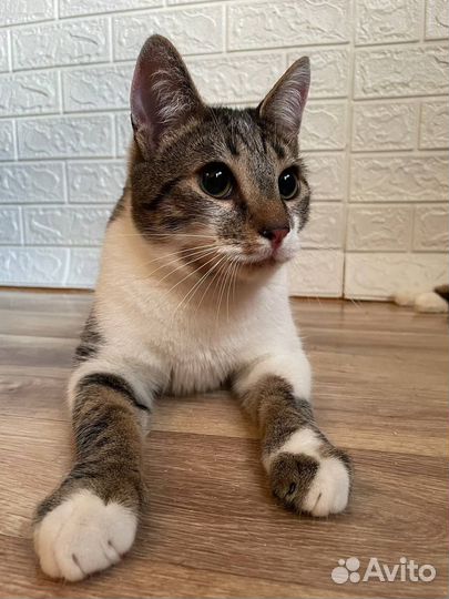 Котик Шурф в добрые руки