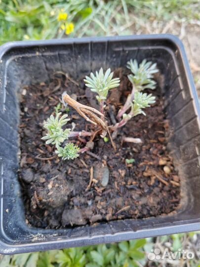 Полынь нана