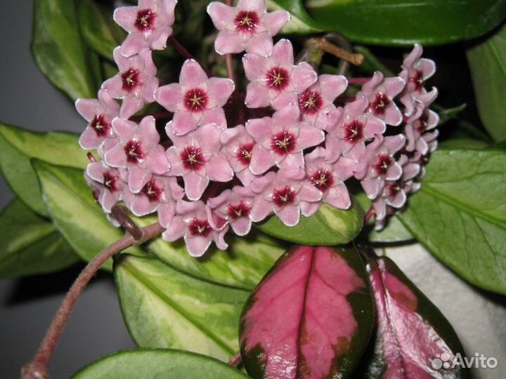 Хойя карноза триколор