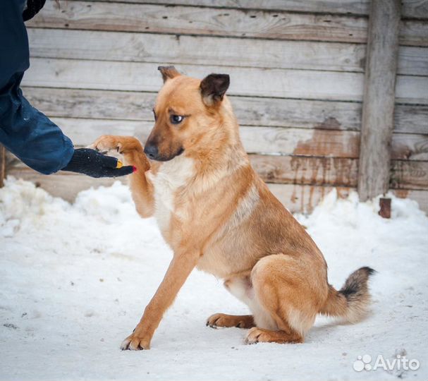 Отдам рыжего Морса в добрые руки