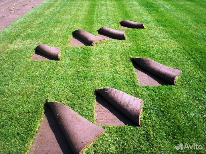 Рулонный газон с доставкой
