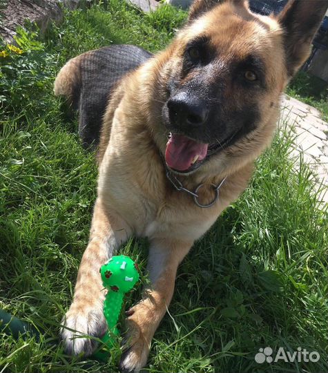 Передержка для собак и грызунов