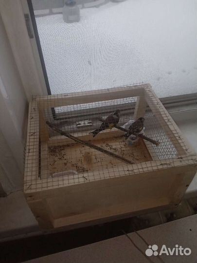 Щеголы зеленушки