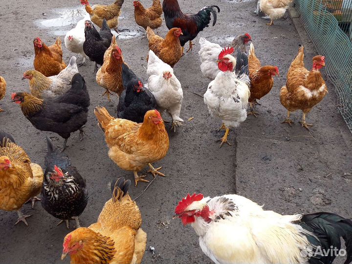 Инкубационное яйцо кур несушек