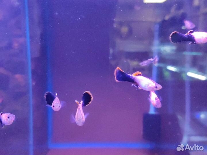 Аквариумные рыбки гуппи цветные