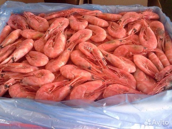 Креветка Северная