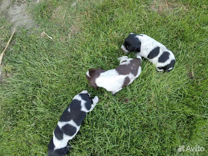 Щенки Русского спаниеля