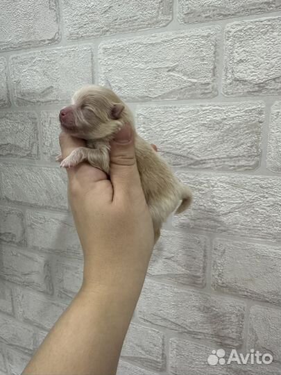 Малыши померанский шпиц мини