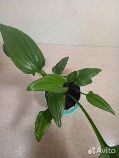 Дримиопсис