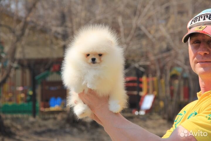 Щенки шпица. Тип мишка. Кремовые