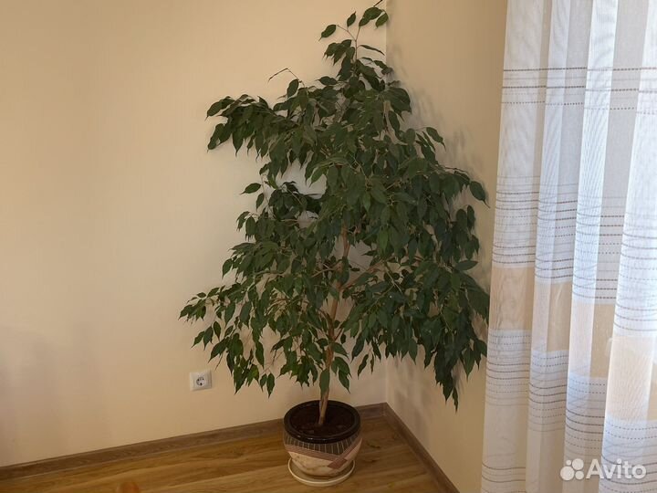 Фикус карликовый