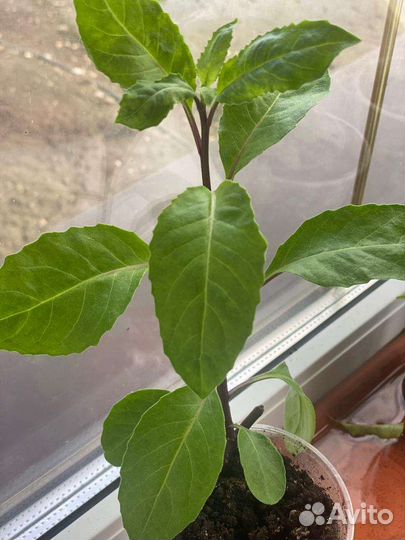 Джинура лечебное растение