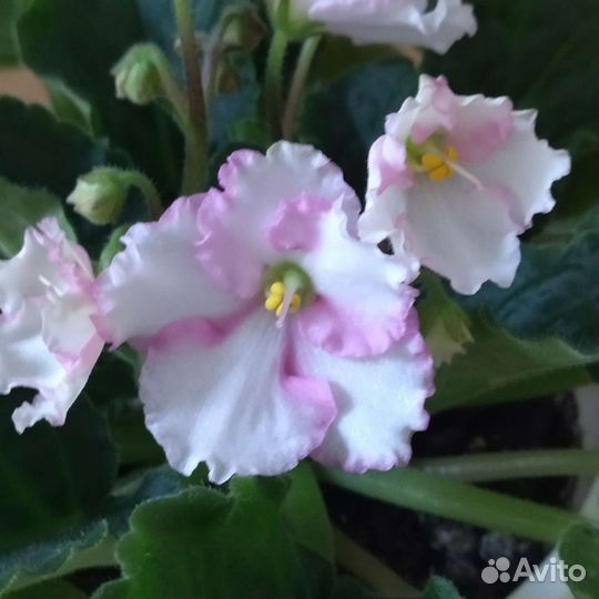 Детки фиалок и фуксии