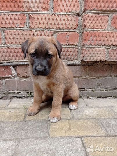 В добрые руки