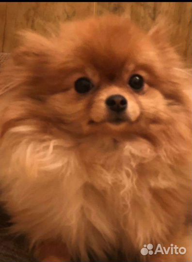 Собаки на фотосессию