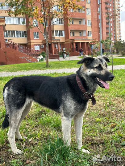 Найдена собака