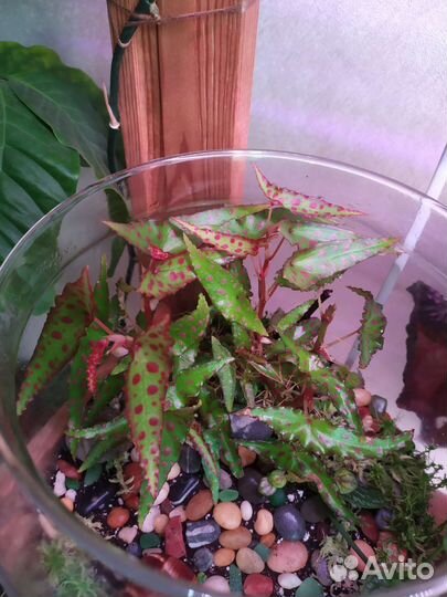 Бегония амфиоксус