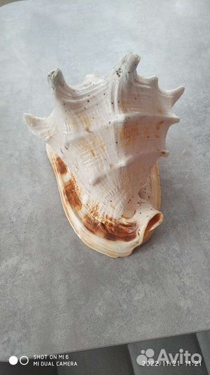 Морские ракушки раковины
