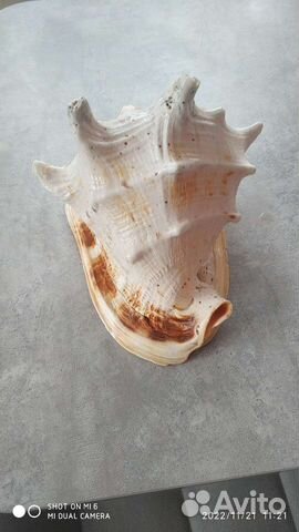 Морские ракушки раковины