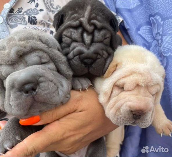 Щенки шарпей РКФ