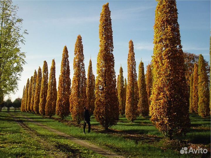 Саженцы пирамидального дуба