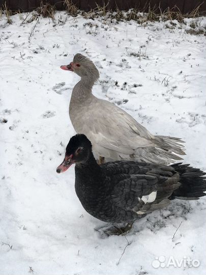 Инкубационное яйцо индоутки/утка/индюшата