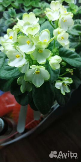 Фиалка, список