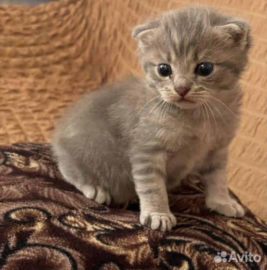 Шотландский вислоухий кот