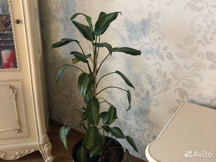 Домашние цветы