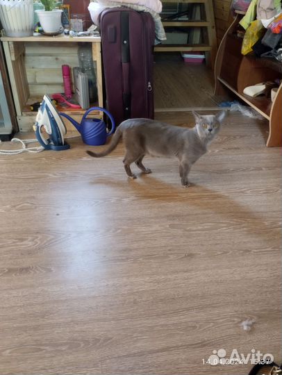 Отдам кота, породы Бурма