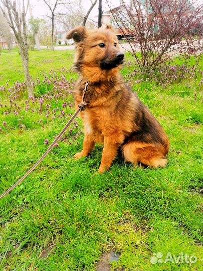 Маленькие Собачки мама и дочка ищут свою семью