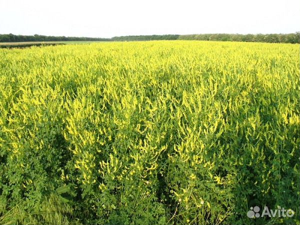 Башкирский мёд