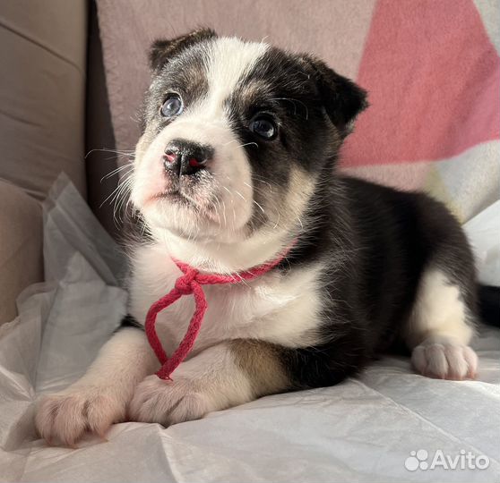 Щенки в дар