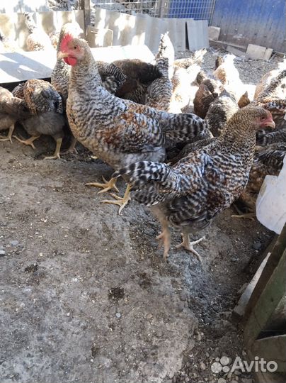 Куры петухи
