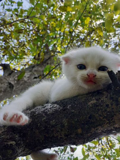 Котята скотиш фолд