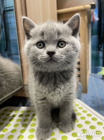 Британец, котенок 2,5 мес