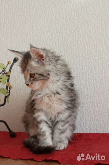 Породистые котята