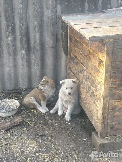 Собака в добрые руки лайка