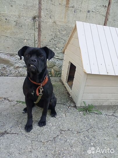 Отдам Кани корсо