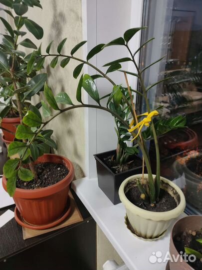Замиокулькас и фикус