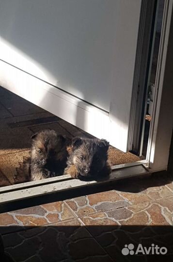 Щенки немецкой овчарки