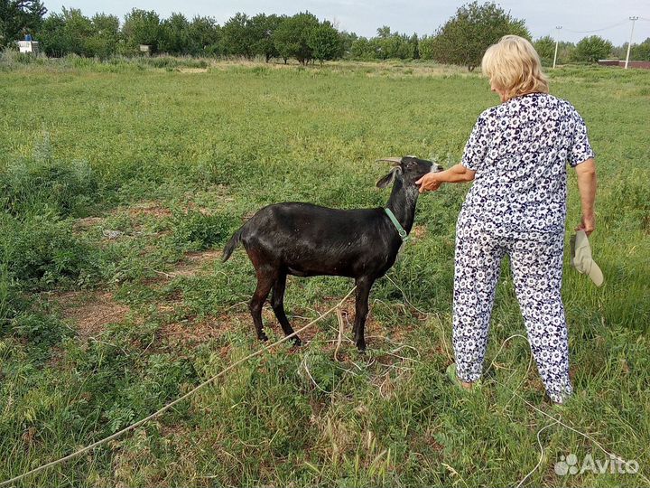 Продаю породистых коз