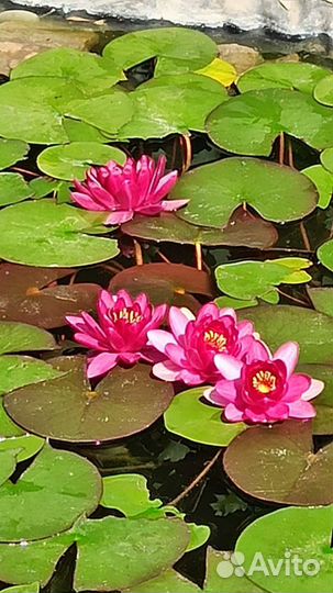 Нимфея Рубра