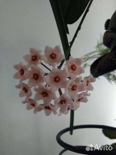 Хойя Карноза