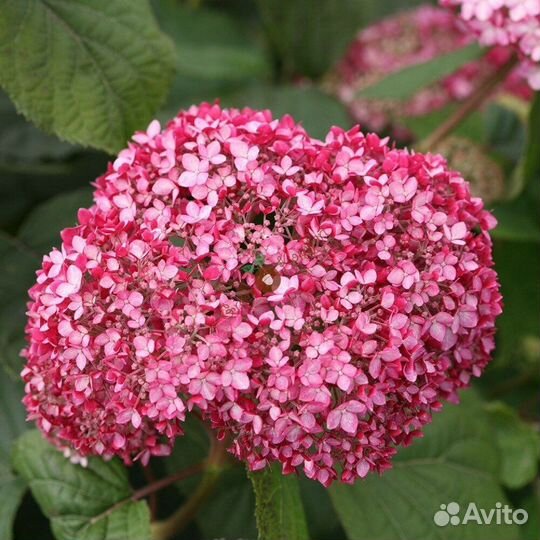 Гортензия метельчатая древовидная крупнолист