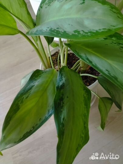 Комнатные растения