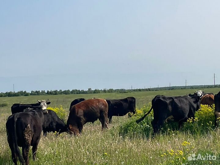 Продажа крс