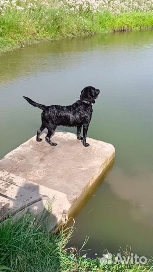 Вязка собак